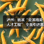 泸州：纳溪“云溪精英人才工程” 全面引进高级人才（图4）