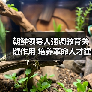 朝鲜领导人强调教育关键作用 培养革命人才建设国家(图3) 朝鲜领导人强调教育关键作用 培养革命人才建设国家(图3)