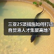 三亚25项措施如何打造自贸港人才集聚高地？（图4）